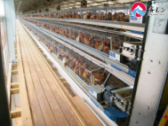 Livestock Farming House Angola Broiler Chicken Poultry Farm