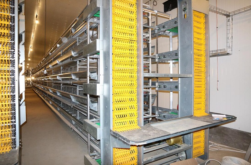 H-Type Layer Chicken Cages Automatically Cage Egg Breeding