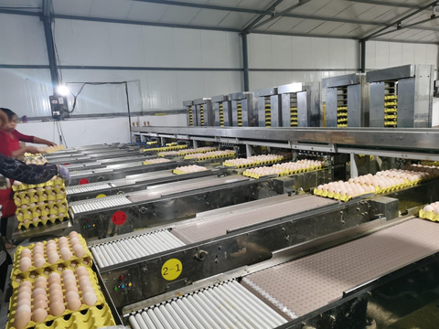 Factory Prefabricated Chicken Hatchery Incubator Steel Structure Workshop