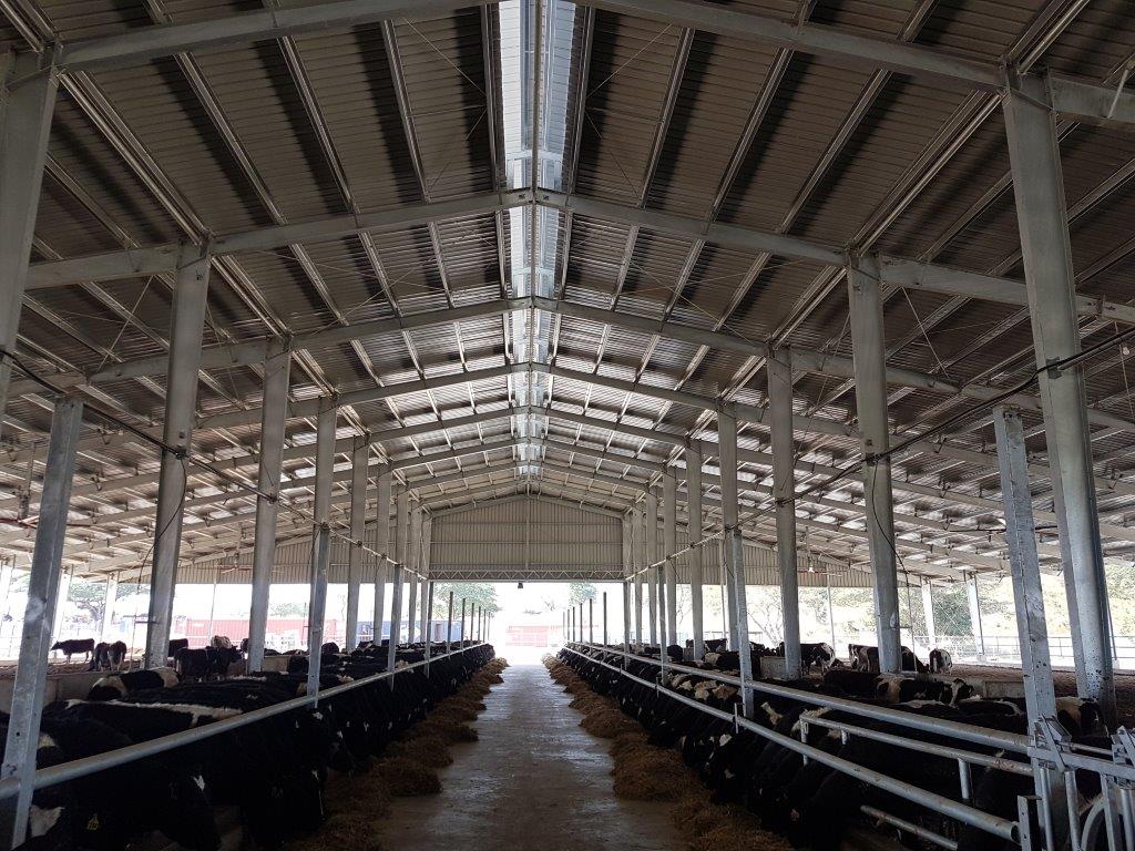 Farm Cowshed steel structure