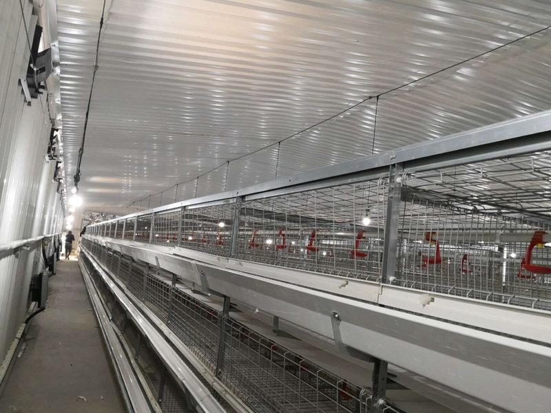 Hot Selling Automatic Laying Hens Chicken Broiler Cage