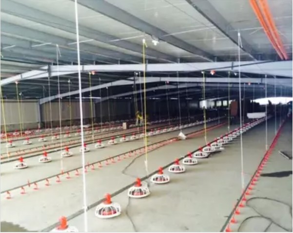 Cage broilers precautions and maintenance of equipment