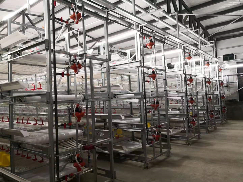 Popular Broiler Cage Duck Cage System