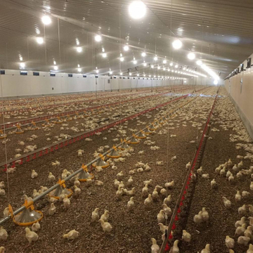 Efficient And Safe Broiler Flat Raising Chicken Equipment