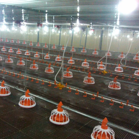 Broiler Poultry Farm Husbandry Chicken Feeding Line Equipment