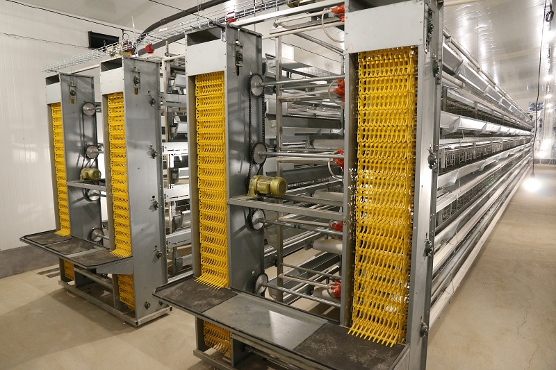 H-Type Layer Chicken Cages Automatically Cage Egg Breeding