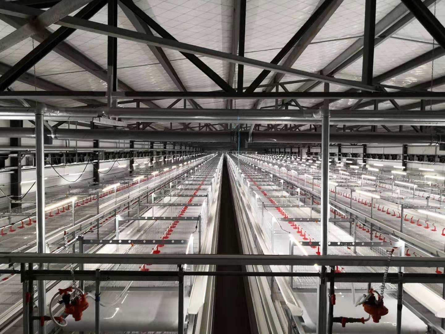 Popular Broiler Cage Duck Cage System