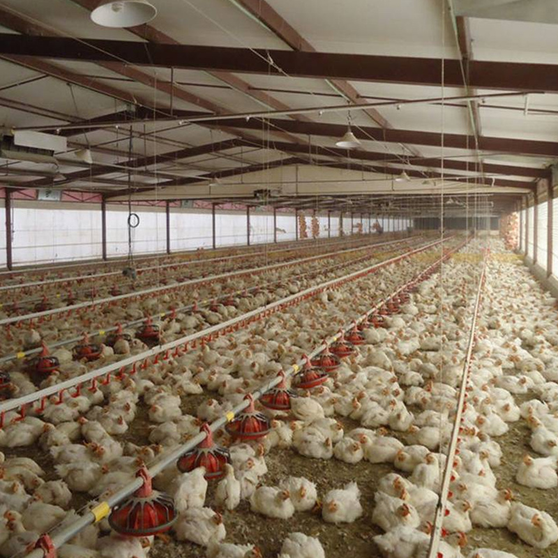 Efficient And Safe Broiler Flat Raising Chicken Equipment