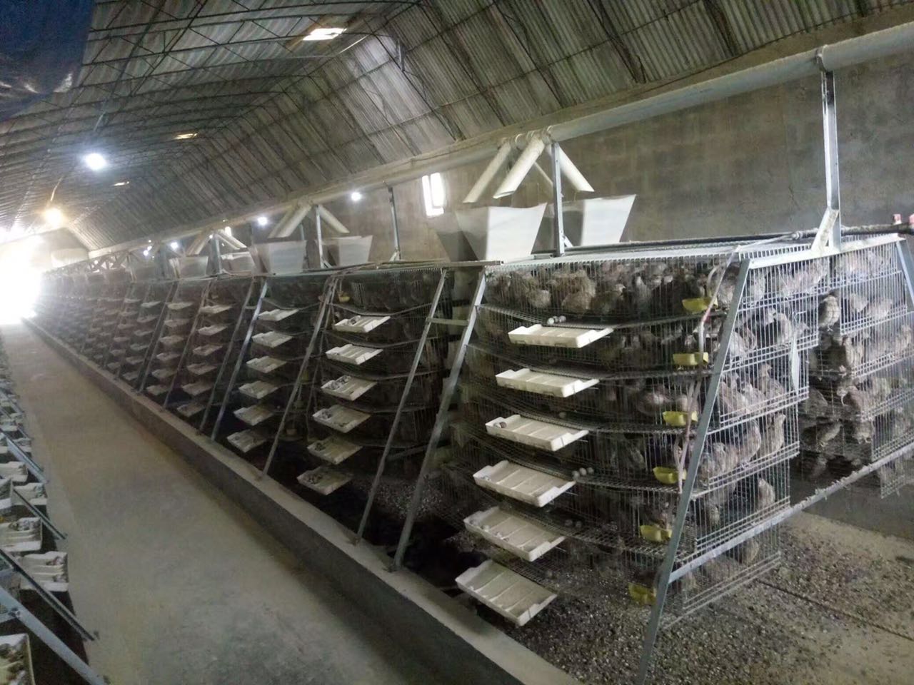 Type A Egg Breeding Cage 