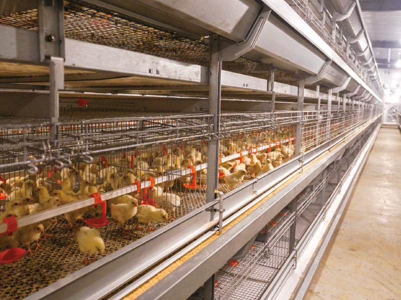 Broiler Cage Chicken Brood Cage for Chicken Farm