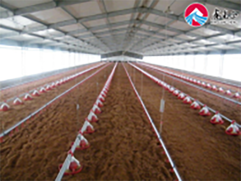 Livestock Farming House Angola Broiler Chicken Poultry Farm