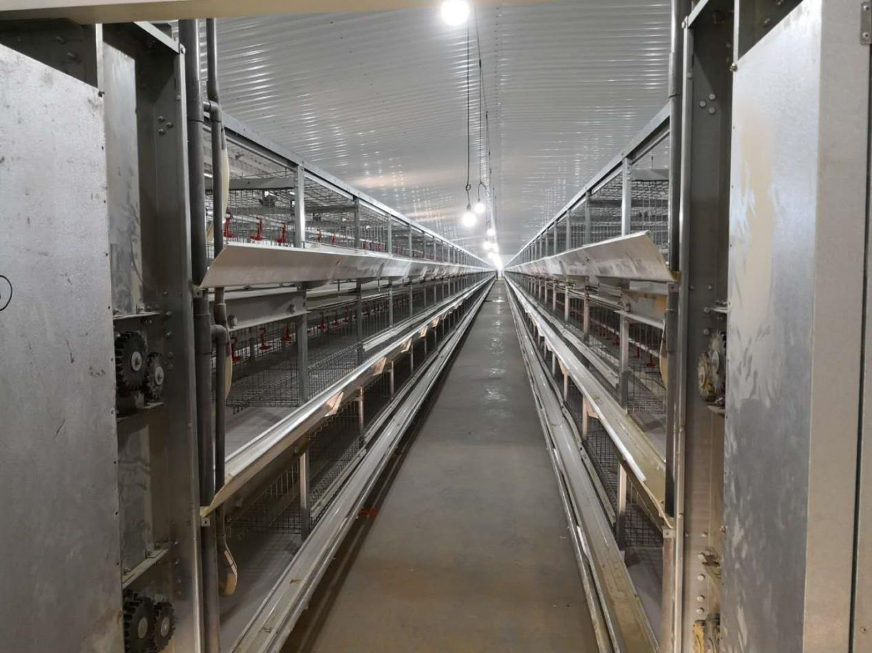 Cage Egg Breeding Equipment in Egyptian Hen House