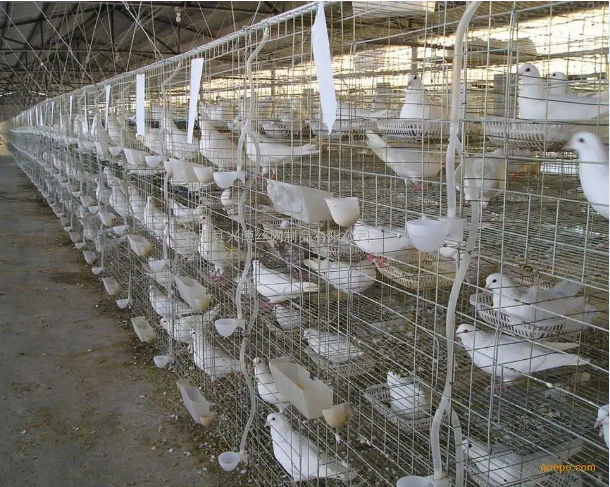 Poultry Farm Use Chicken House And Auto Equipment