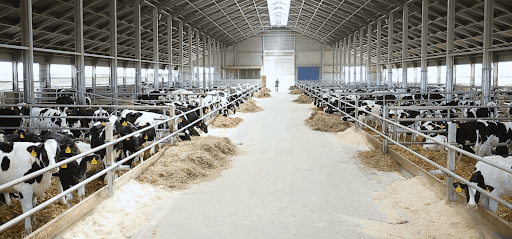 Prefabricated Steel Structure Livestock Farming House Farm Cowshed