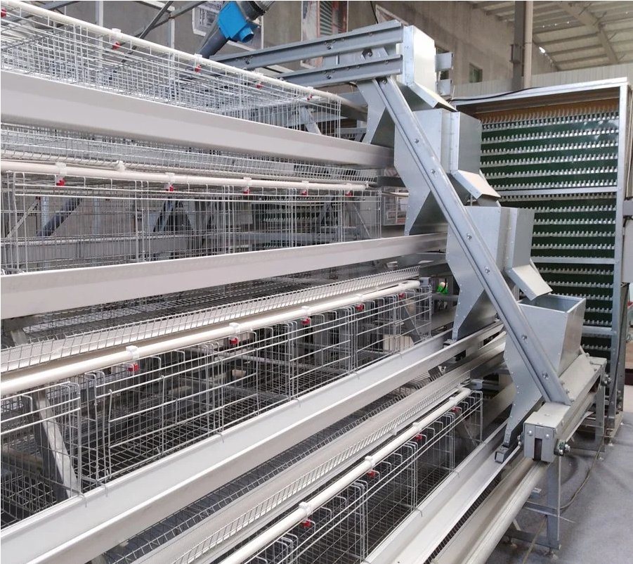 a-Type Cage Egg Breeding with Automatic Machine System