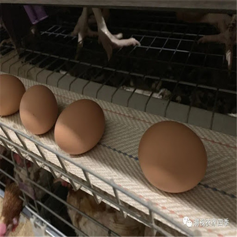 a-Type Cage Egg Breeding with Automatic Machine System