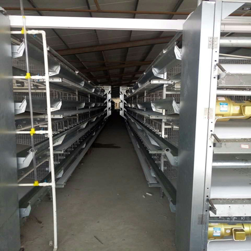 Electric Automatic Cages Laying Chicken Husbandry Equipment