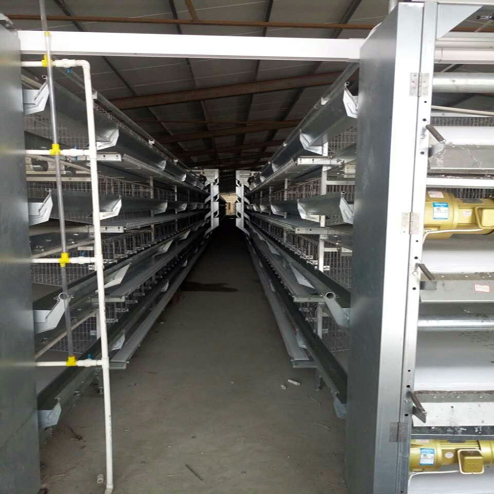 Electric Automatic Cages Laying Chicken Husbandry Equipment