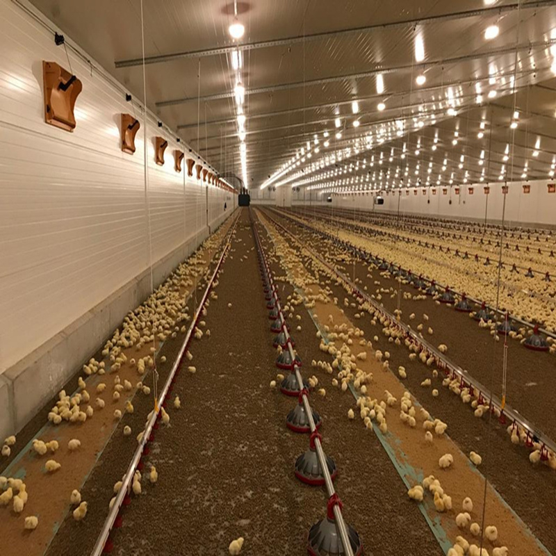 Efficient And Safe Broiler Flat Raising Chicken Equipment