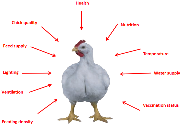 Factors affecting the growth of laying hens