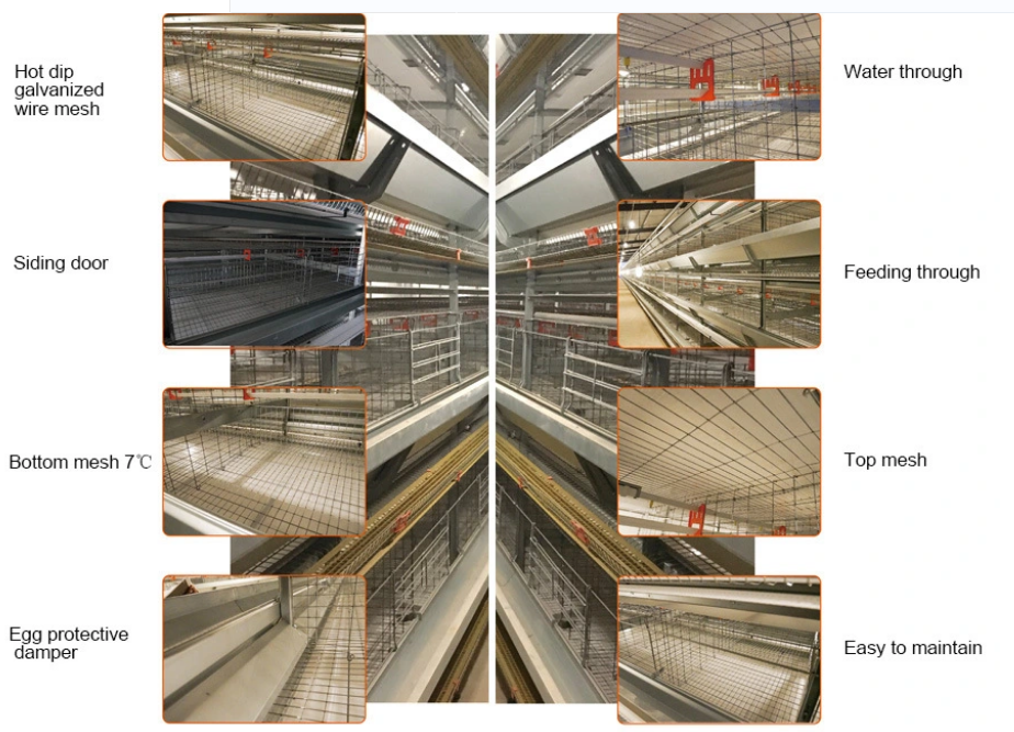 Type H Laying Hens Breeding