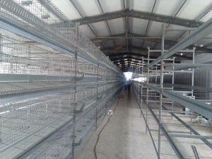 Modern Layer Poultry Farm Cage Egg Breeding