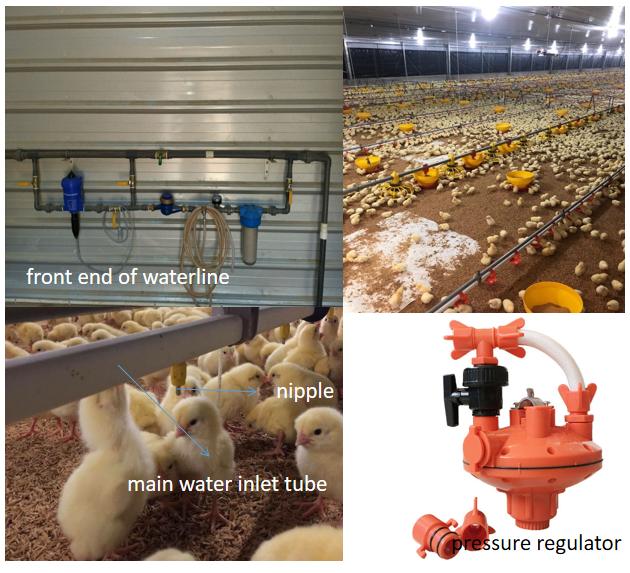 Automatic dirinking system