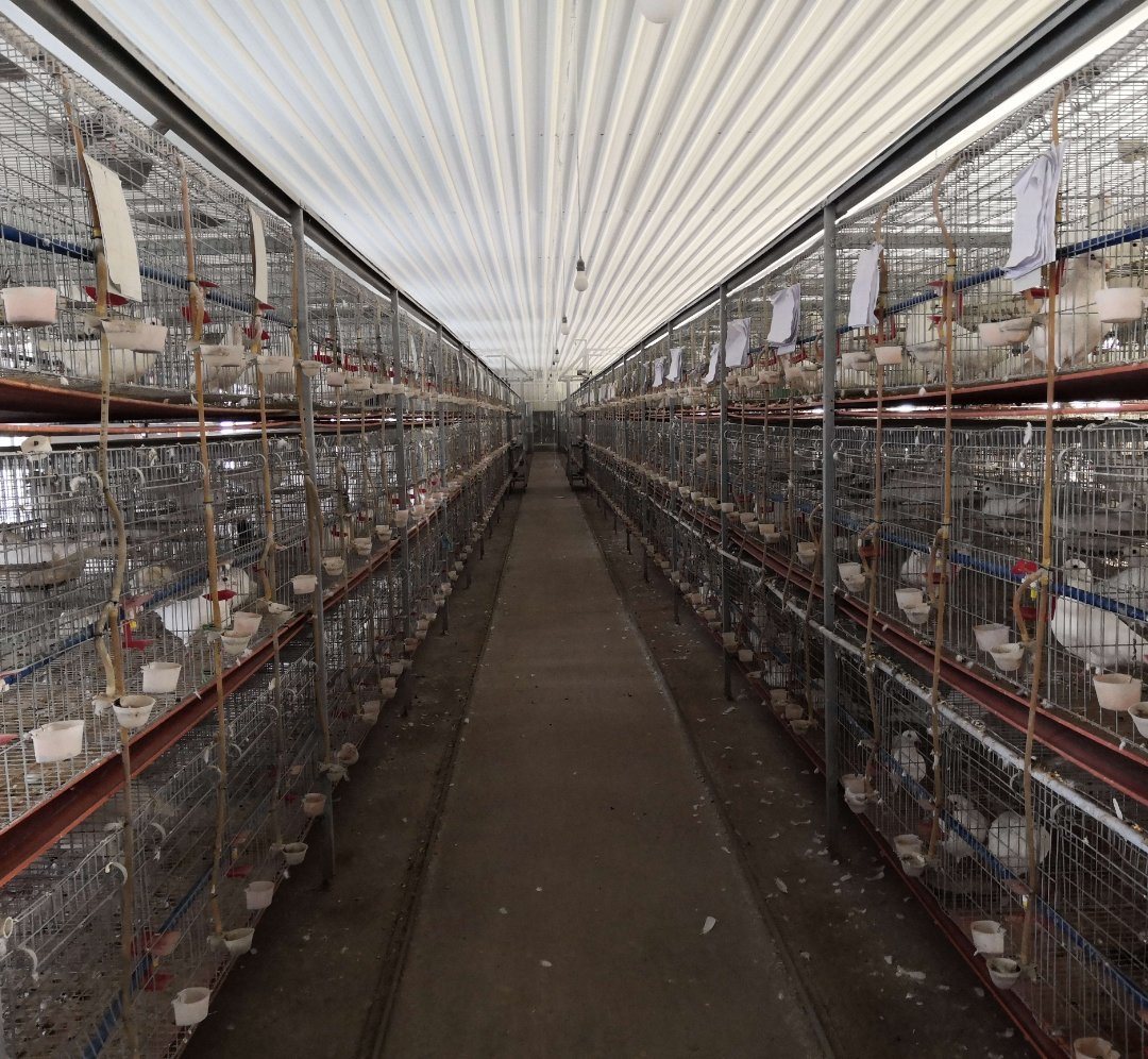 Husbandry Equipment of Automatic Feeding Drinking Pigeon cage