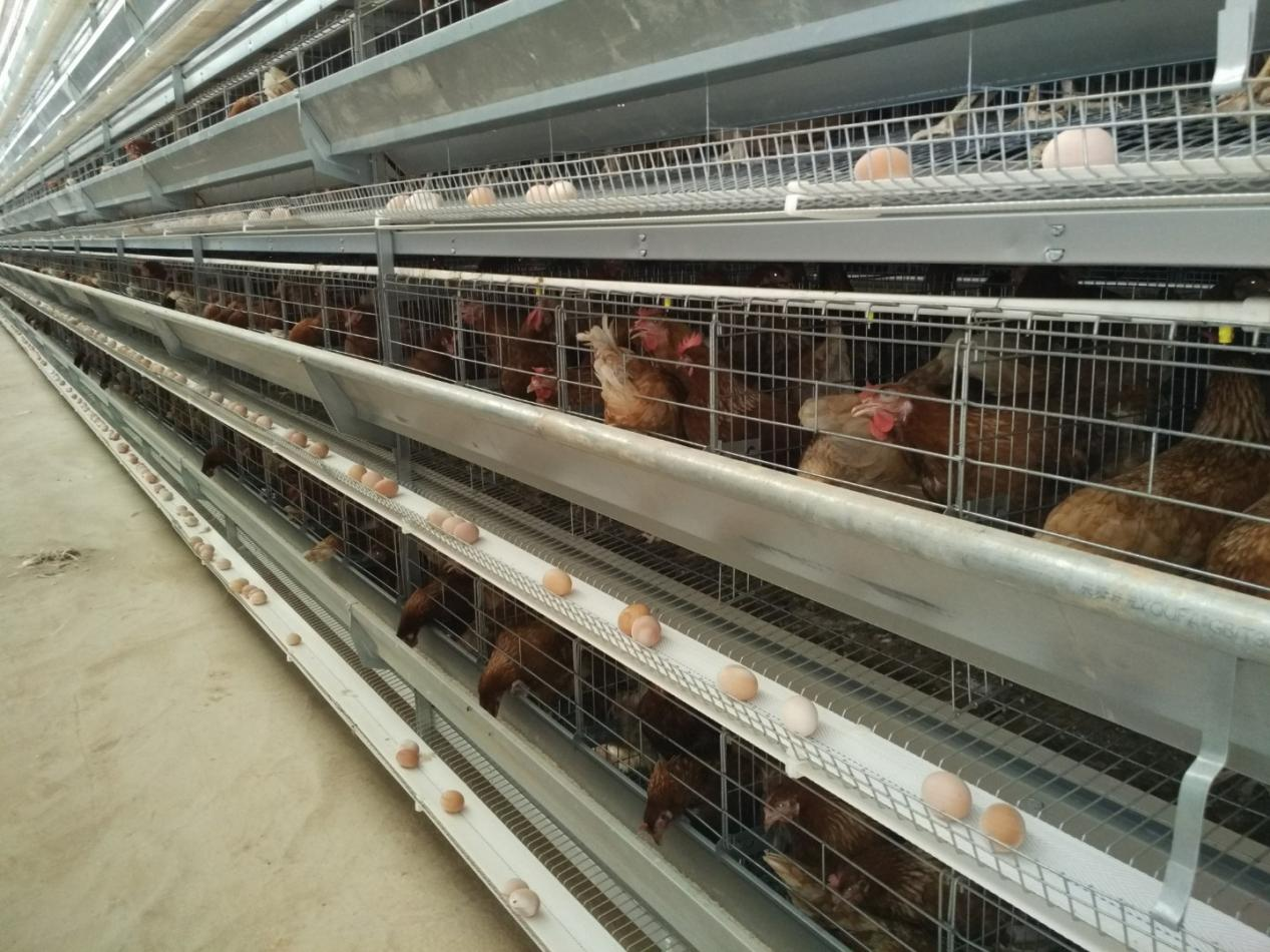 Cage Egg Breeding Equipment in Ghana Laying Hens