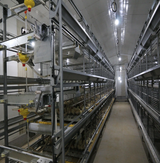 Type H Laying Hens Breeding Automatic Cage Equipment