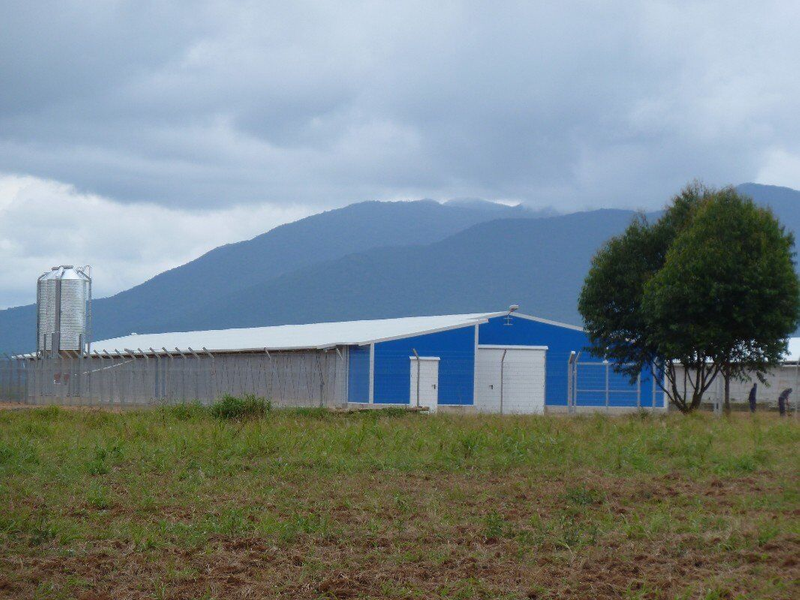 Livestock Farming House Angola Hen House project