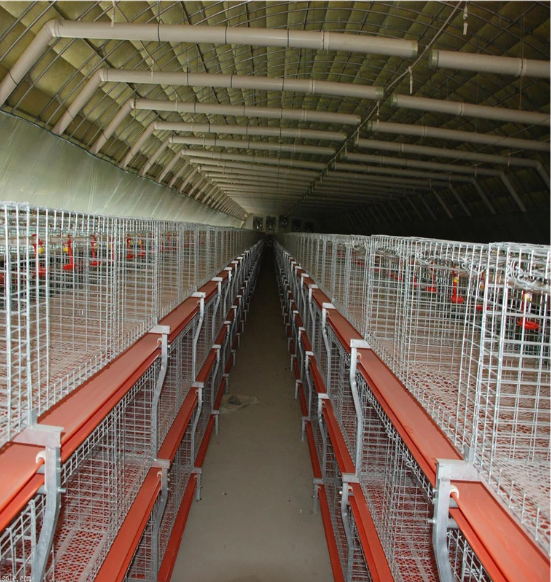 Factory Price Quick Assemble Steel Structure Poultry House