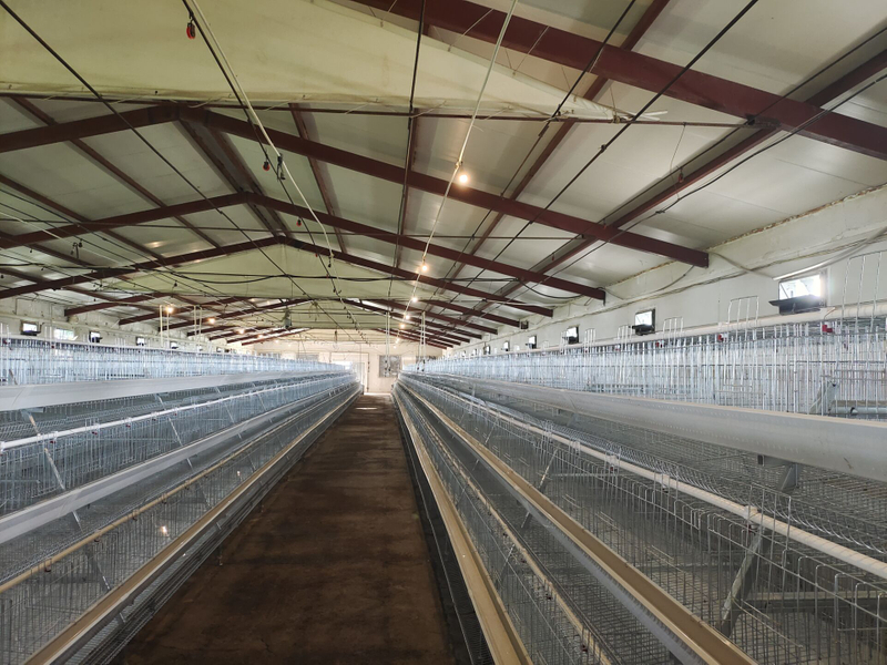 Prefabricated Chicken House Farm Project Broiler Cage