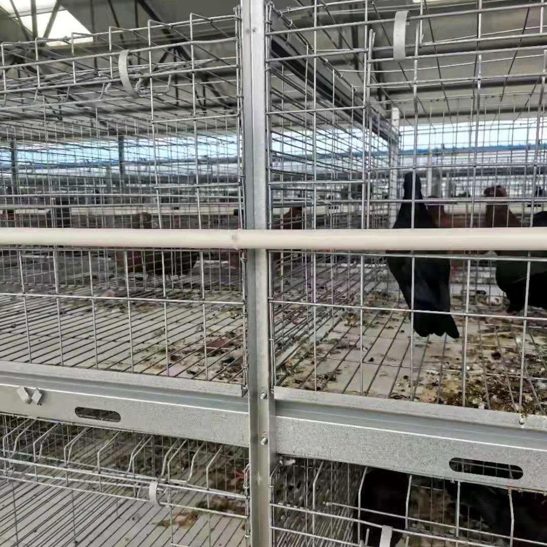 Husbandry Equipment of Automatic Feeding Drinking Pigeon cage