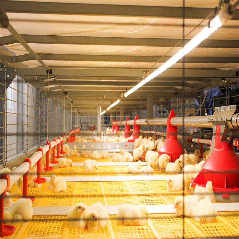 Chicken Husbandry Equipment 