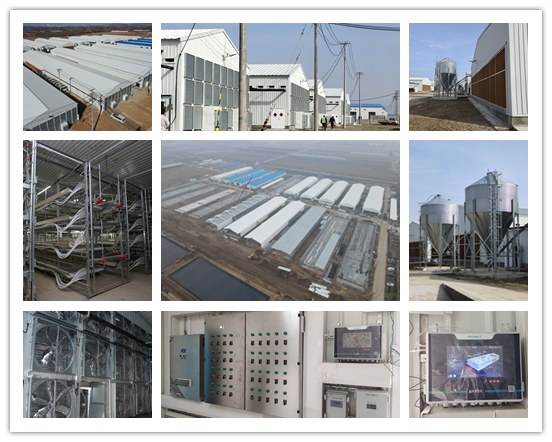 chicken house project