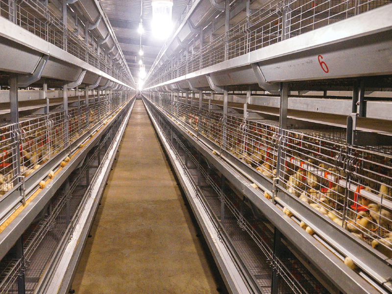 Broiler Cage Chicken Brood Cage for Chicken Farm