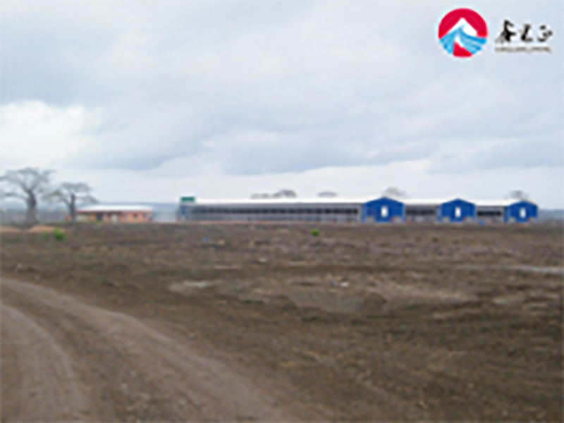 Livestock Farming House Angola Broiler Chicken Poultry Farm