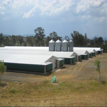 Chicken Farm with H Type Chicken Layer Cages