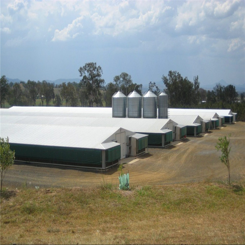 Chicken Farm with H Type Chicken Layer Cages