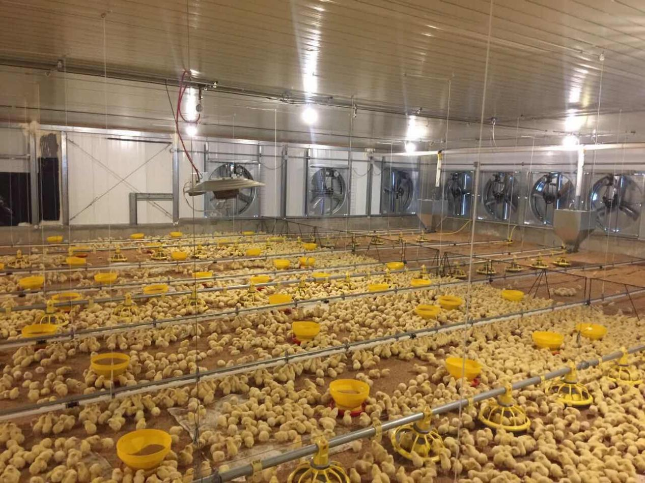 broiler flat raising