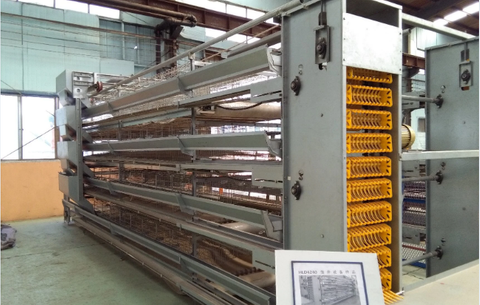 Poultry Farm Egg Equipment Type H Laying Hens Breeding