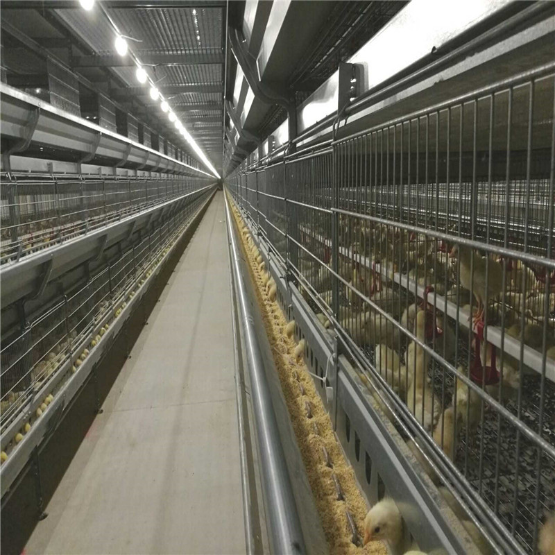 chicken cage