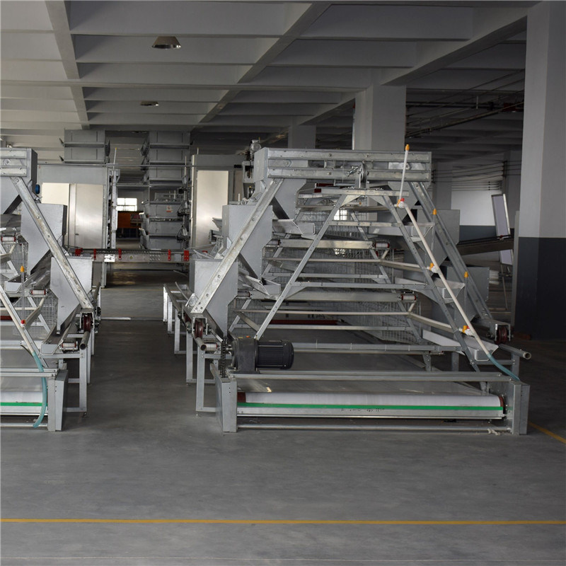 a-Type Cage Egg Breeding with Automatic Machine System