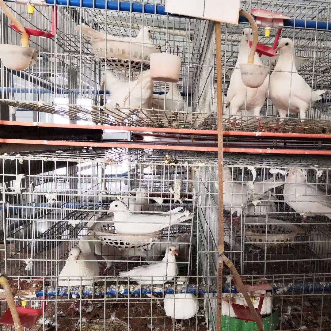 Husbandry Equipment of Automatic Feeding Drinking Pigeon cage