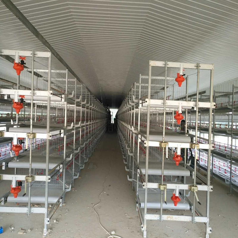 Efficient Home Breeding Broiler Cage Equipment