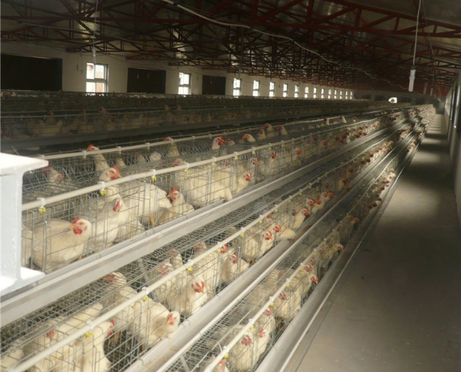 Type A Egg Breeding Layer Hens Poultry Equipment