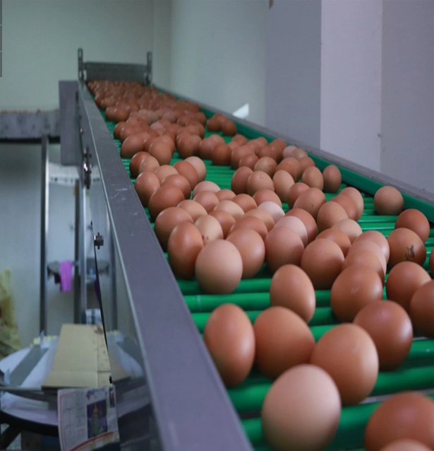 The egg transport line