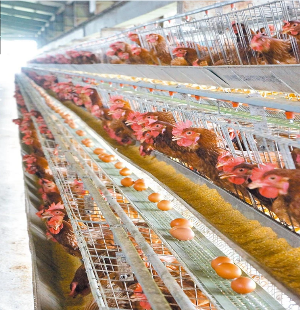 Automatic Husbandry Equipment Poultry House Feeding System 