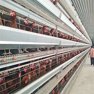 Hot Galvanized Wire Mesh Broiler Cage Auto Equipment